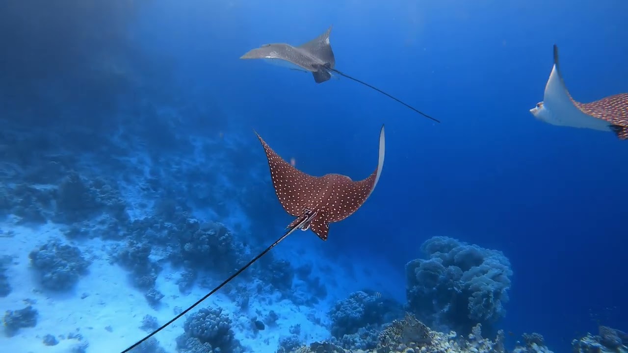 Aurora Bay🐠Orlenie z zatoki Gebel el Rosas🐠🤿maj 2024