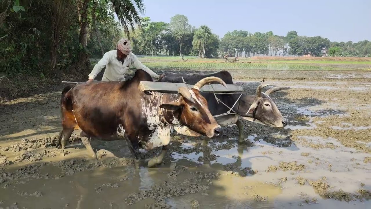 Traditional Way of Preparing Paddy Field with Cows  গরু দিয়ে জমি চাষ করার দৃশ্য