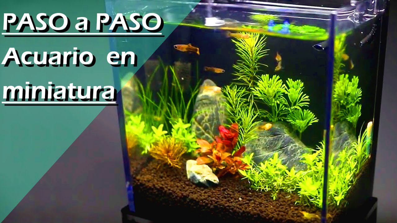 123💠🛠.- Cómo MONTAR un NANO ACUARIO PLANTADO desde CERO 🌱 (PASO A PASO en CASA)