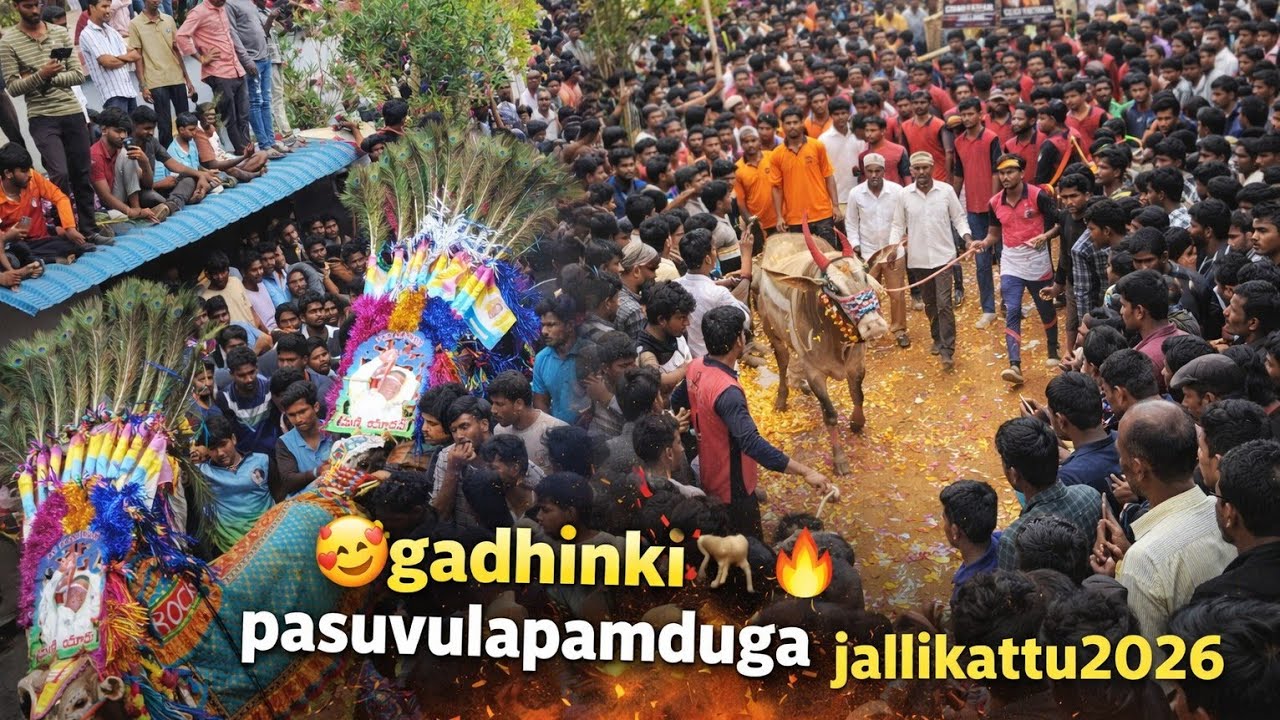 🥰 గాదింకి 🐂 పశువుల పండుగ 💥 | Jallikattu 2026/01/25 | Full Video 🔥
