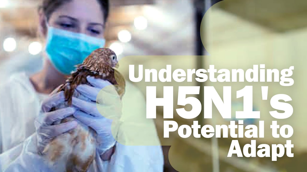 The Silent Threat: H5N1 Bird Flu's Dangerous Evolution