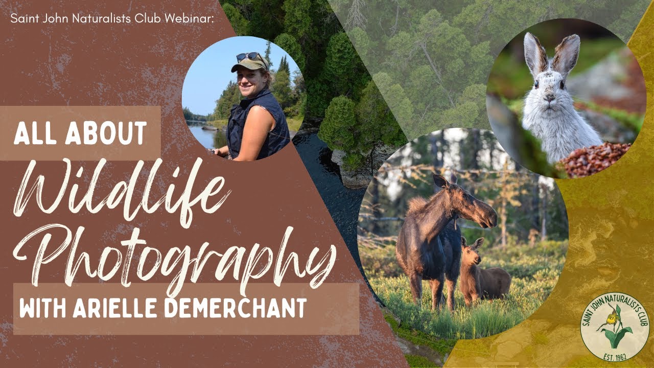 All About Wildlife Photography with Arielle DeMerchant