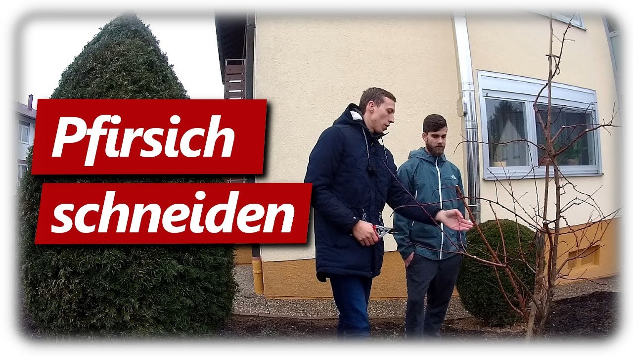 Pfirsichbaum vom Profi geschnitten | Baumschule Schreiber (Dominik) zu Besuch