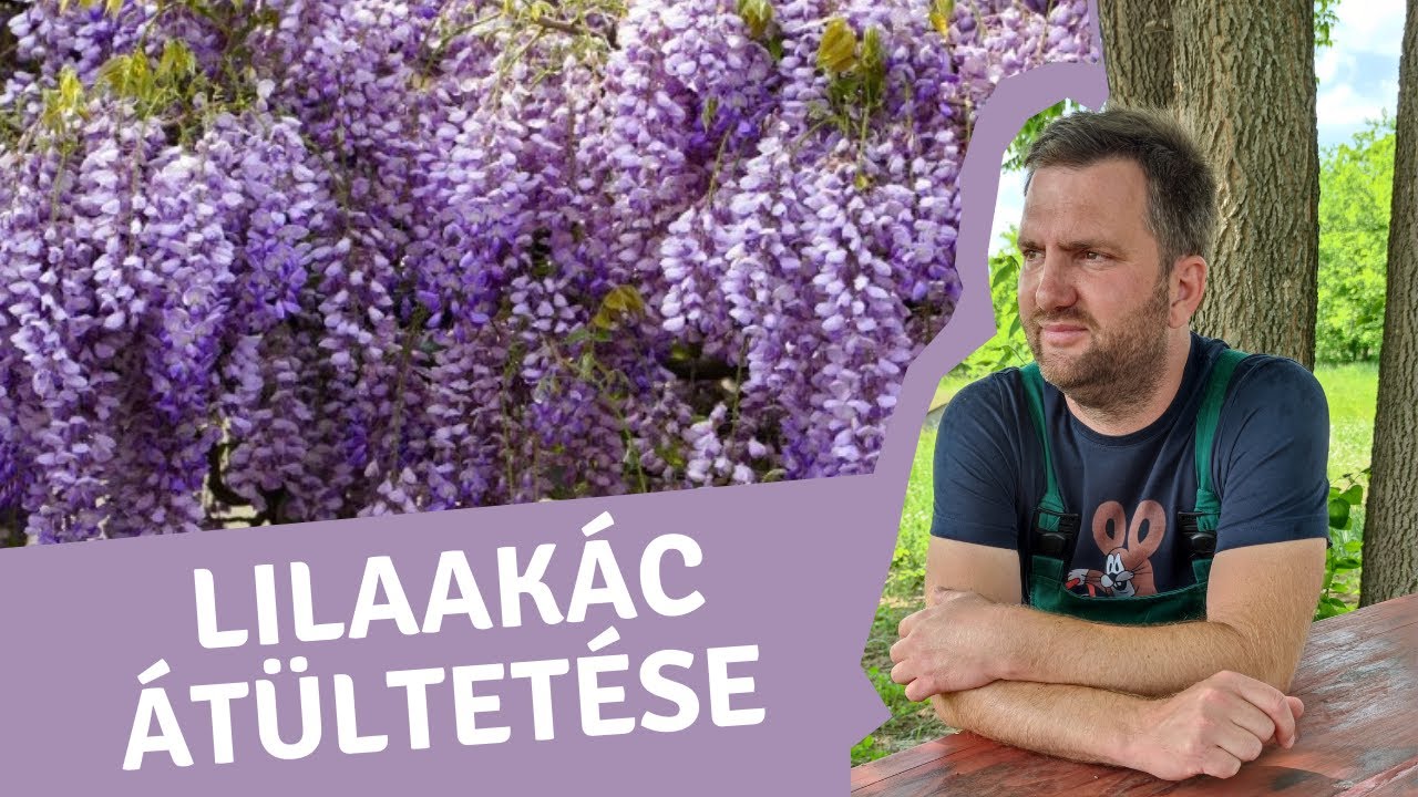 LILAAKÁC ÁTÜLTETÉSE | Mikor és hogyan ültessük át kapaszkodó növényt? | Wisteria - Lilaakác