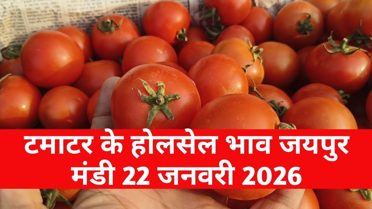 22 जनवरी 2026 टमाटर का होलसेल भाव जयपुर मुहाना मंडी / टमाटर का ताजा भाव / jaipur mandi bhav 