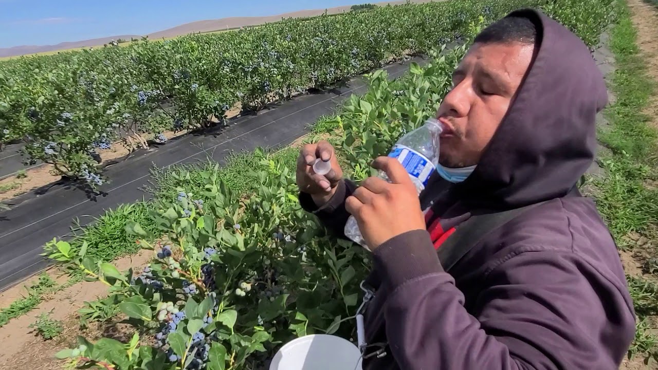 Piscando bluberry en othello Washington