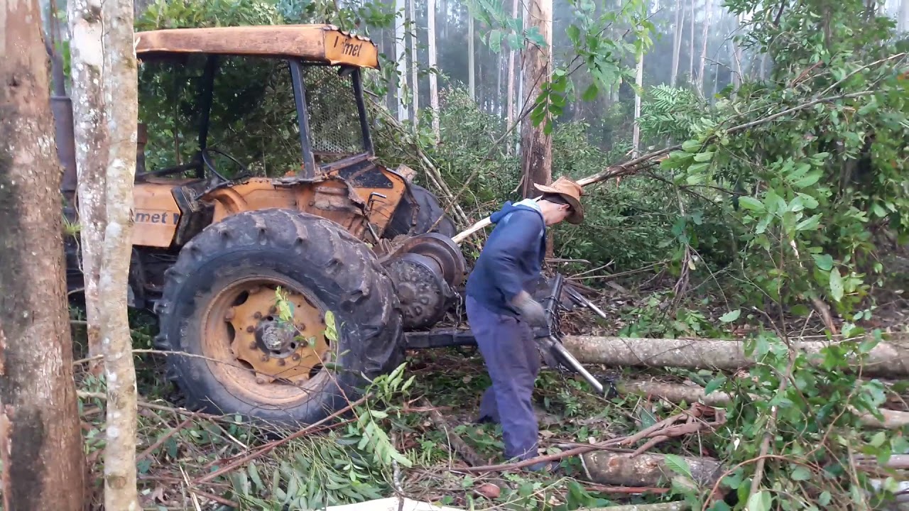 Arraste de eucalipto com trator no guincho valmet 78
