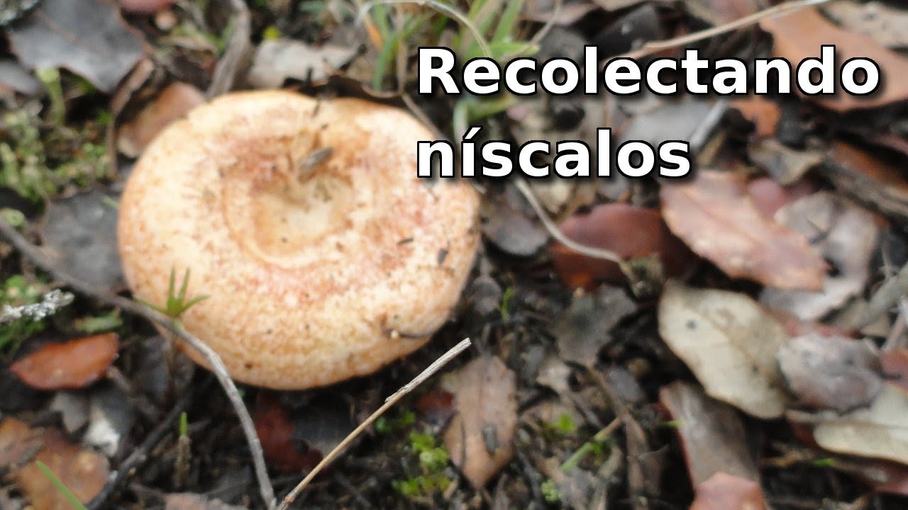 Recolectar setas. Níscalos.