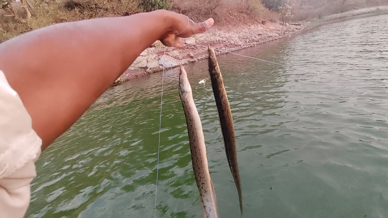 आकाश फिशिंग चिलापी फिशिंग चिलापी फिशिंग चिलापी फिशिंग चिलापी फिशिंग चिलापी 