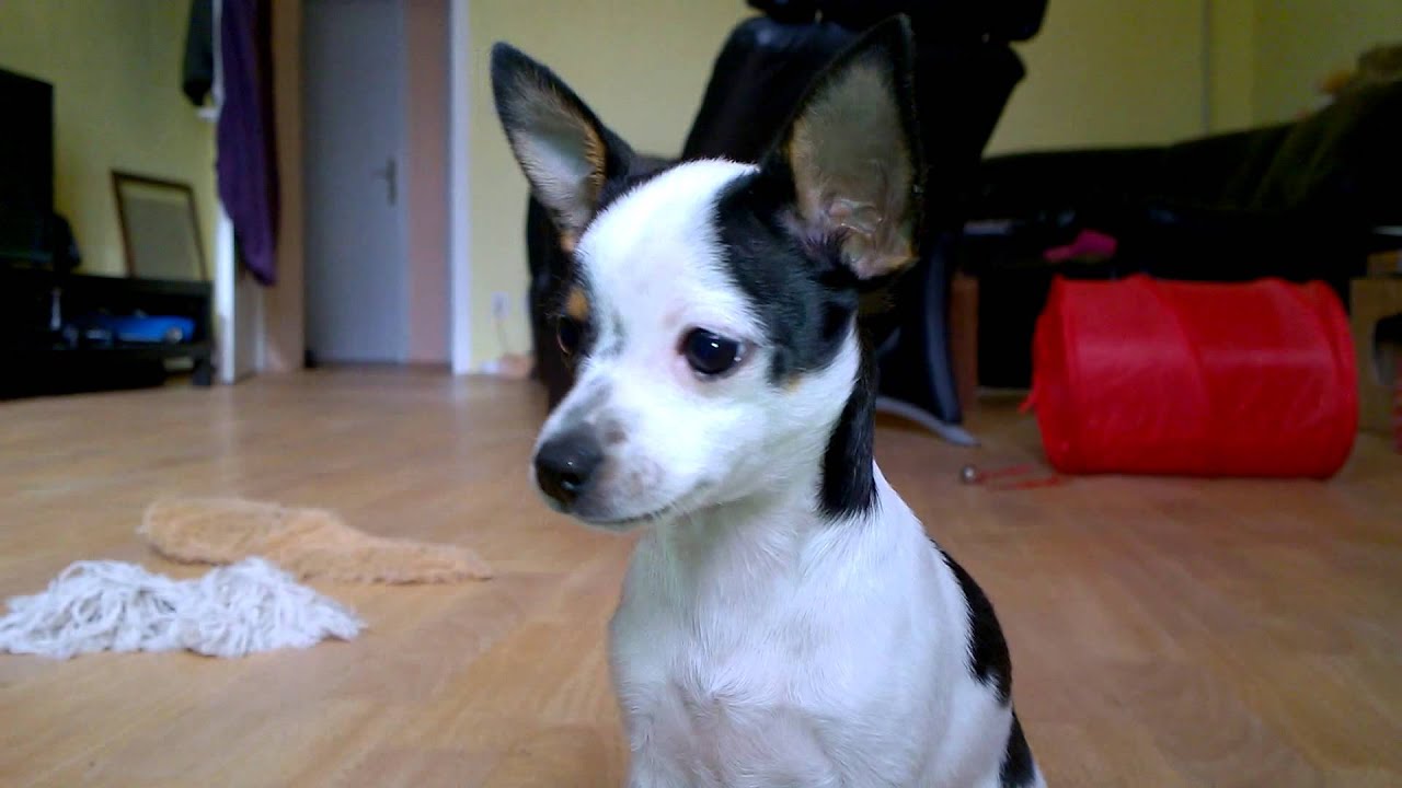 Schlauster Welpe der Welt - 20 Hundetricks