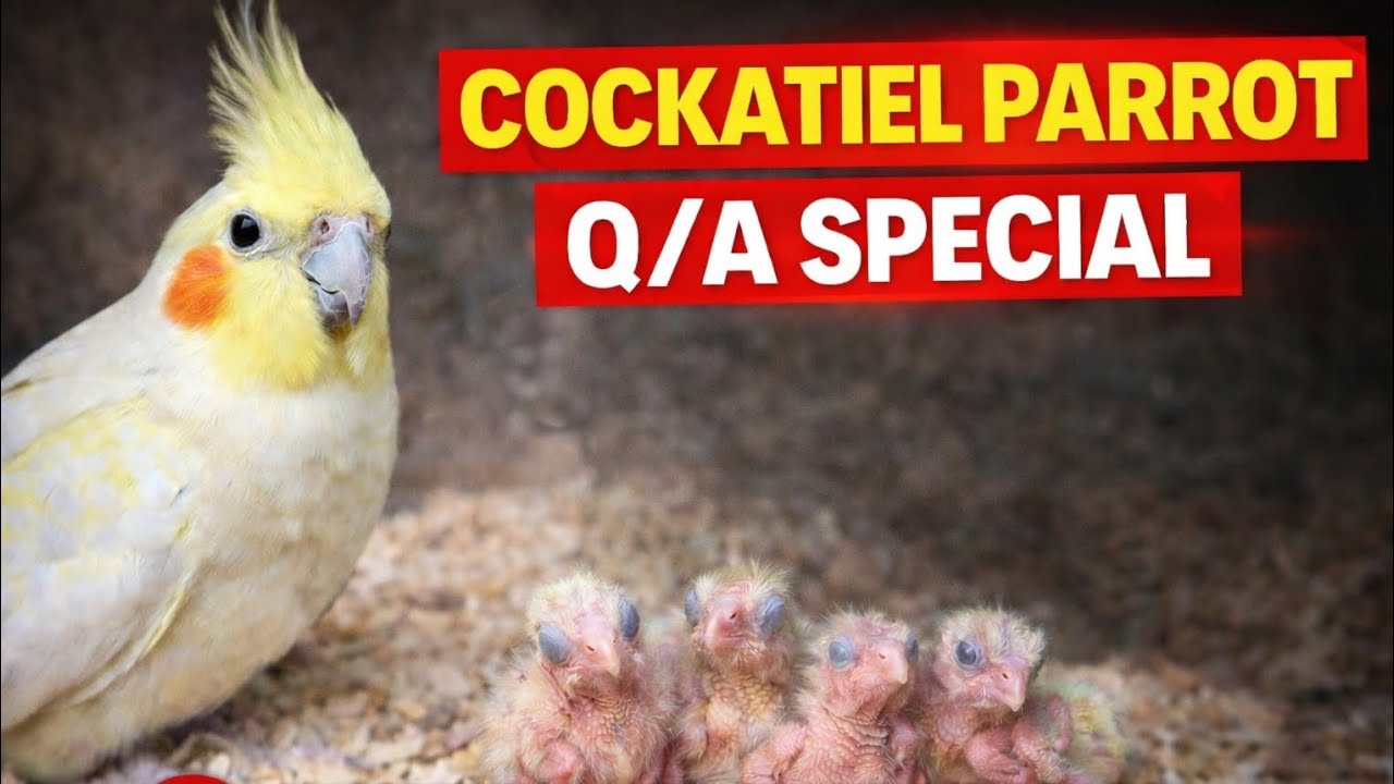 “Cockatiel Parrot Breeding Q&A | Viewers Questions Answered”