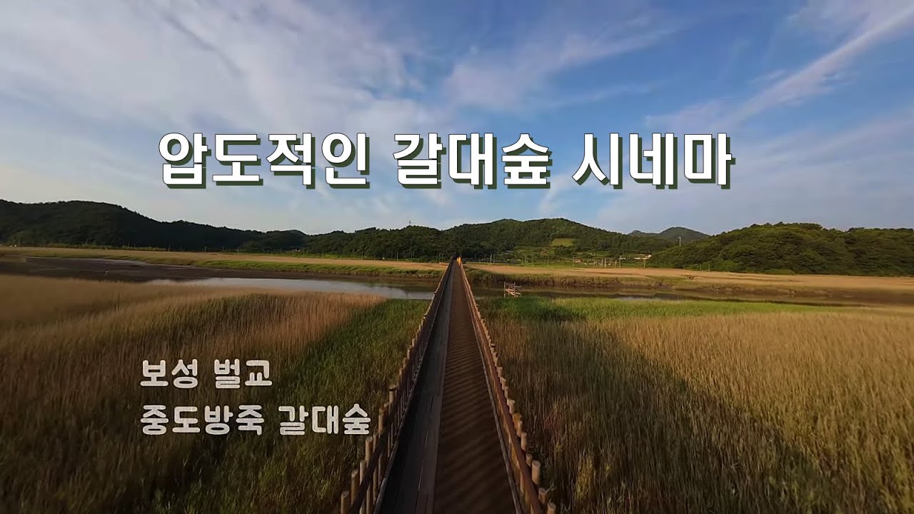 @자연 : 벌교 중도방죽 | Nature's Beauty: A Cinematic Flight Over Beolgyo's Vast Reed Forest
