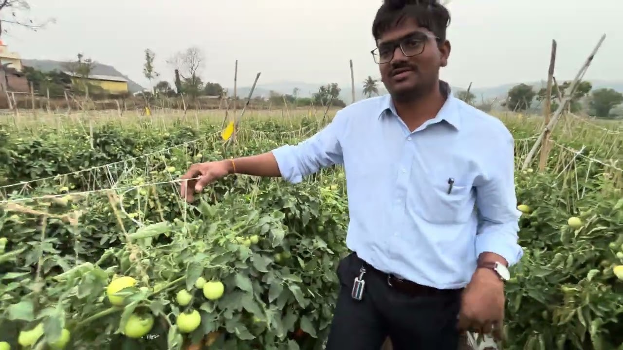 टोमॅटो नंबर एक सेटिंग बत्तीशे झाडे पंधराशे जाळीचे टारगेट 
