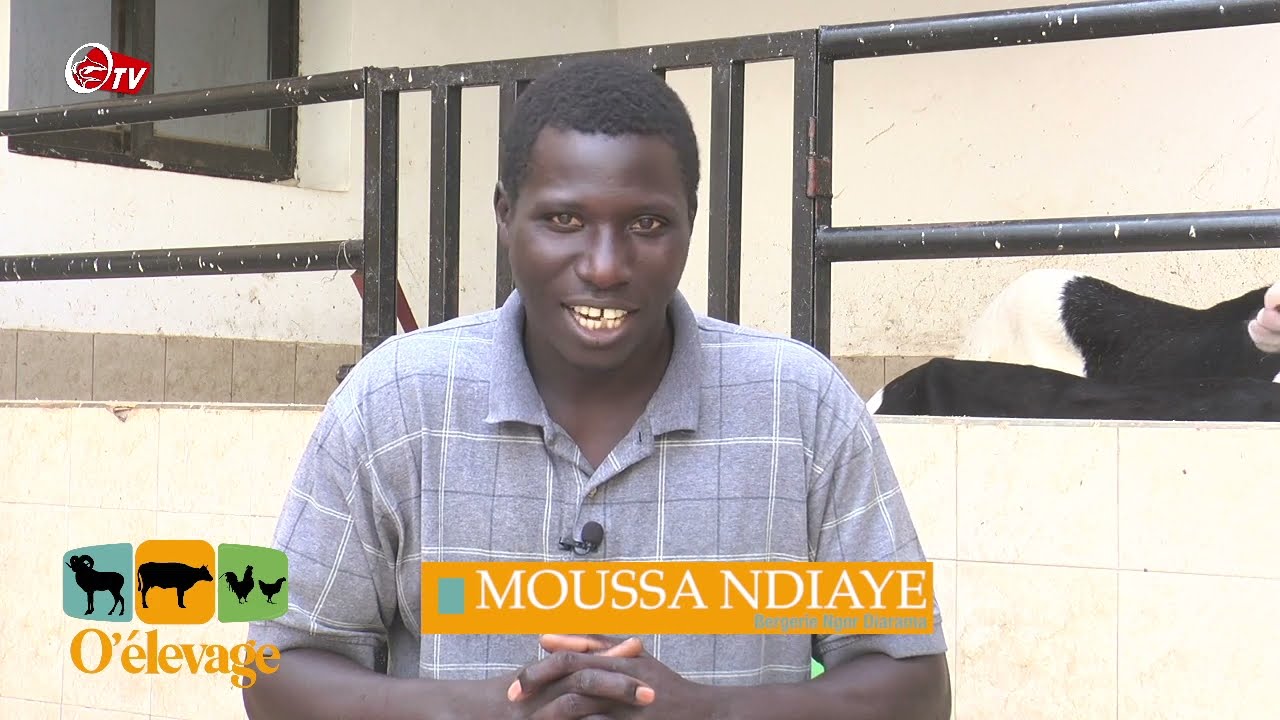 O ELEVAGE / BERGERIE NGOR DIARAMA