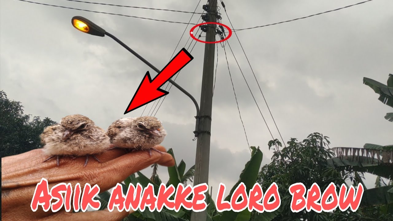 MENEGANGKAN!!! ngunduh anakan perkutut||perkutut lokal alam