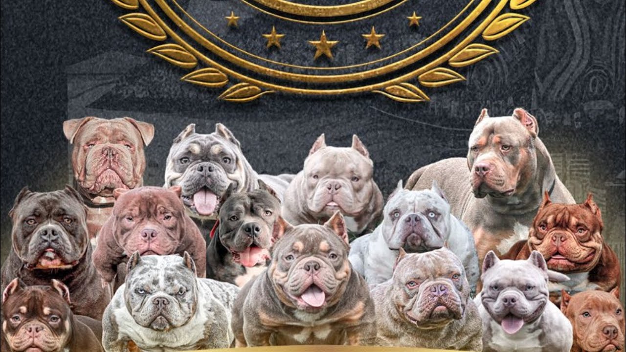 MEGA EVENTO BULLFEST RJ PARTE 2 