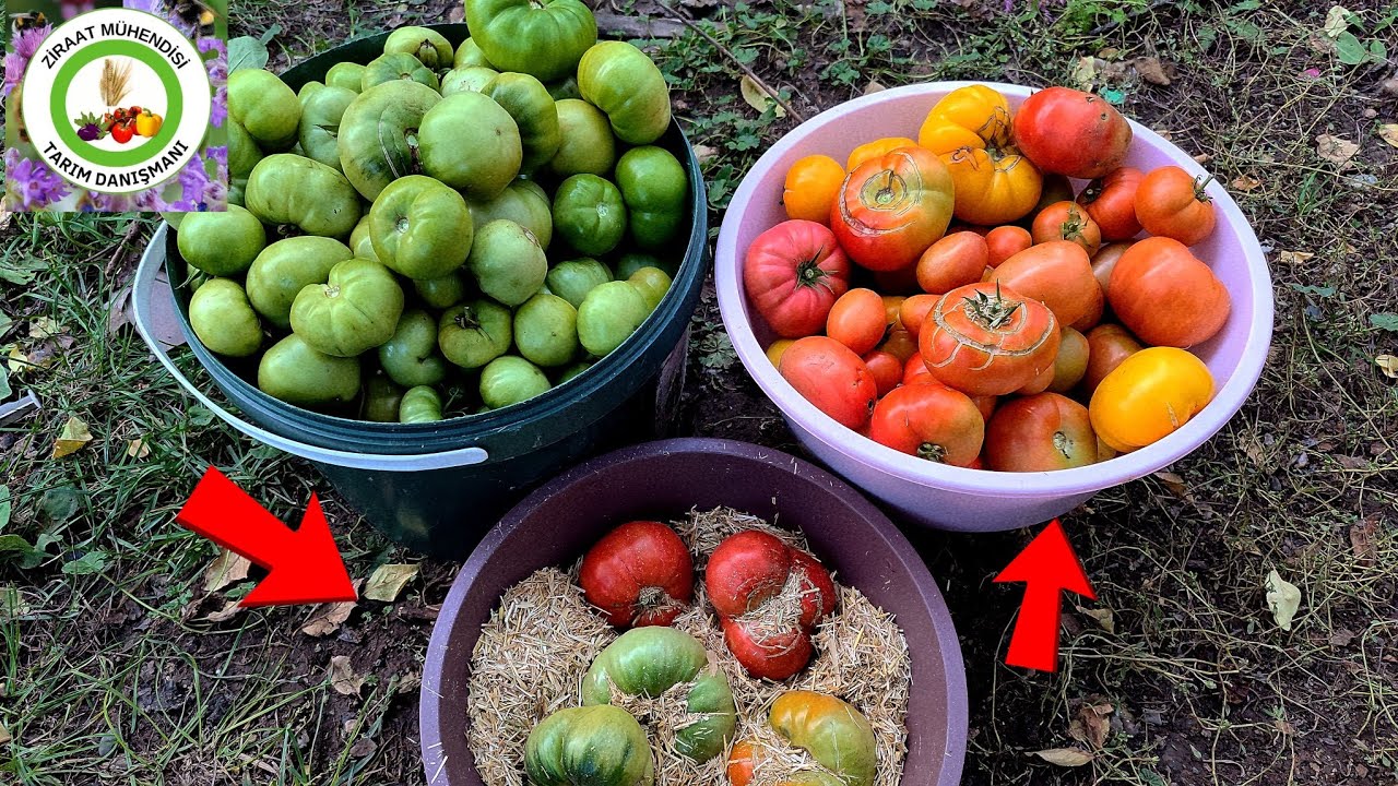Yeşil Domatesi Asla Çöpe Atmayın Bu 3 Yöntemle Hemen Kızaracak Ve Çok Lezzetli Tadı Olacak🍅