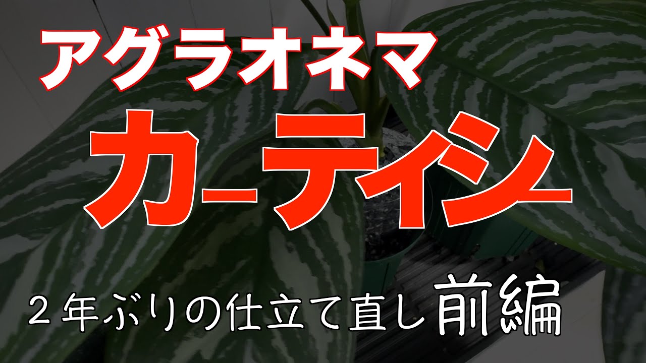 【アグラオネマカーティシー】２年ぶりの仕立て直し前編
