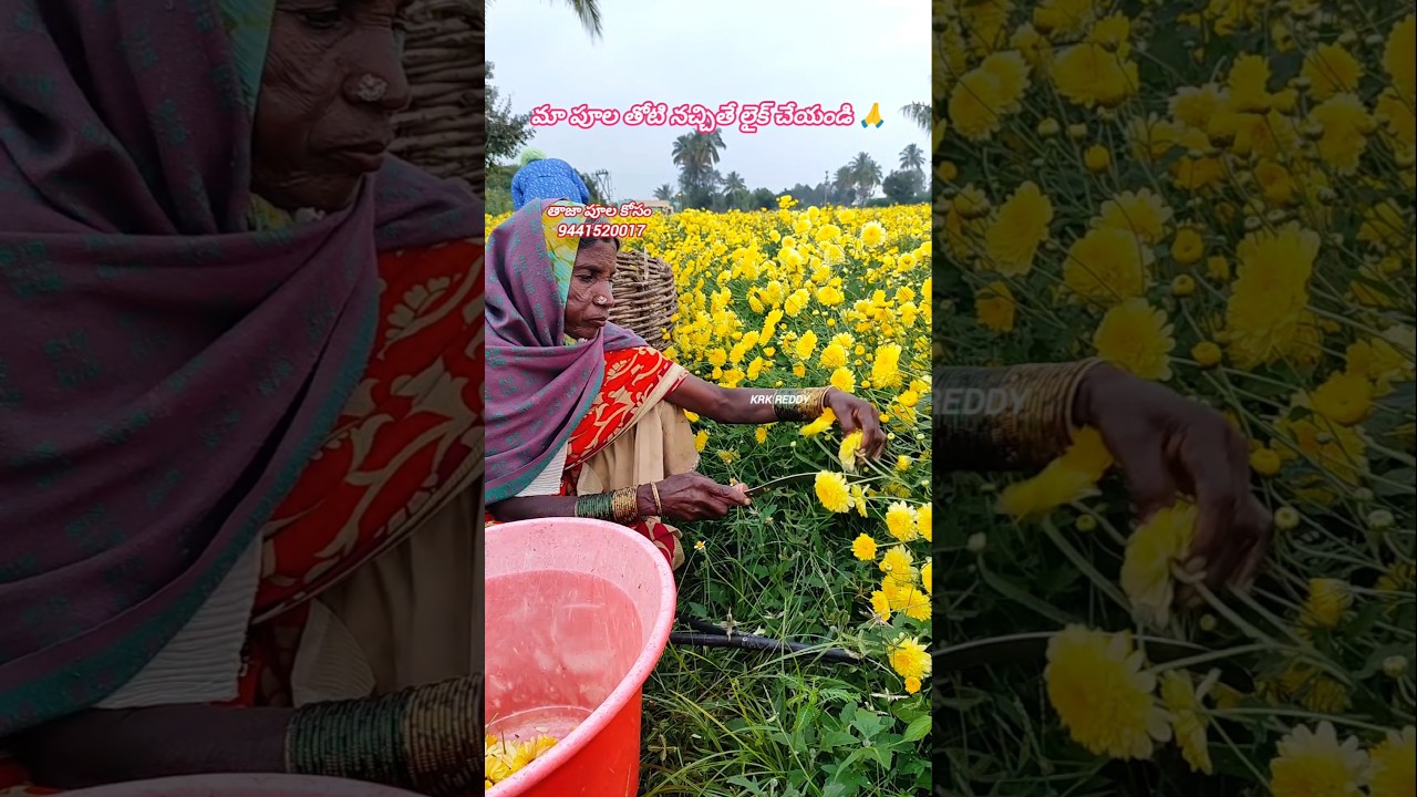 Beautiful chamanthi flowers harvesting 😍#trending #trendingshorts #viralshort #viralshorts #farming