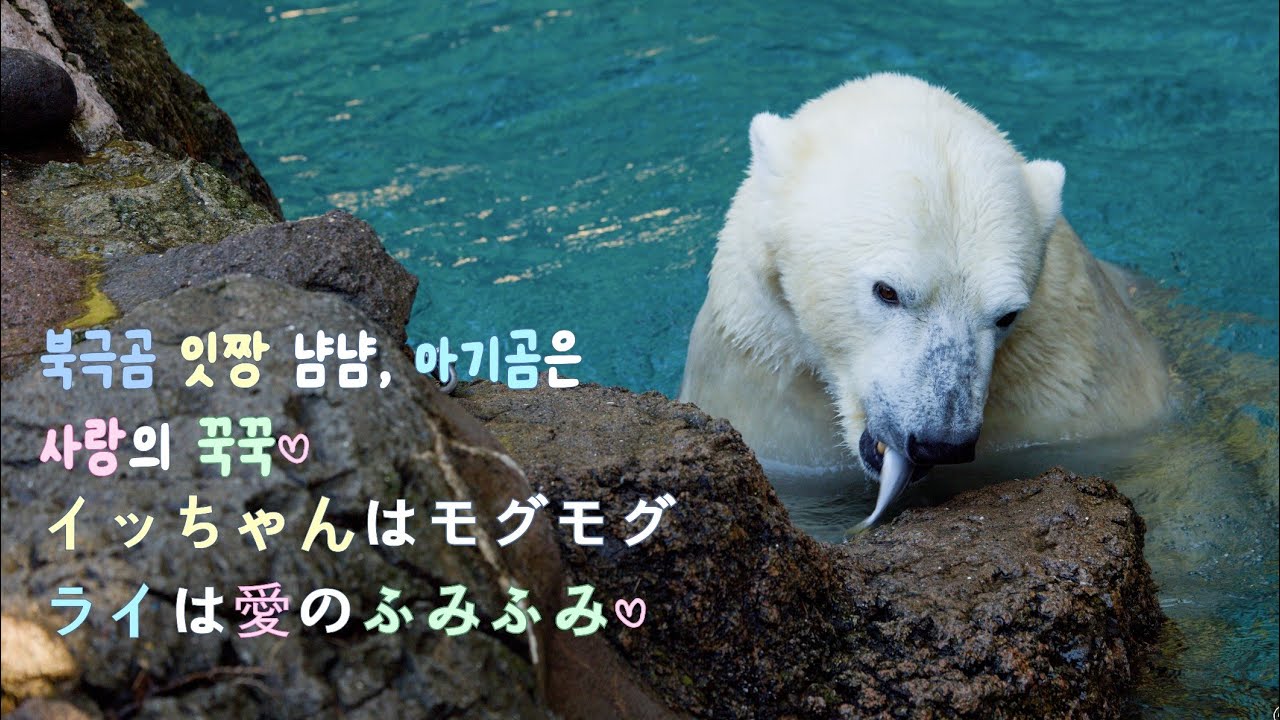 8K 60p  북극곰 잇짱과 아기곰 シロクマイッちゃんはモグモグライは愛のふみふみ♡｜ホッキョクグマ赤ちゃん｜polarbear｜Yokohama Zoorasia｜ズーラシア