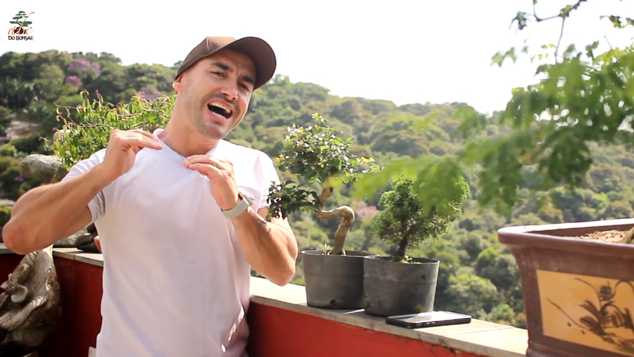 OS 5 MAIORES BENEF&Iacute;CIOS DA ARTE DO BONSAI