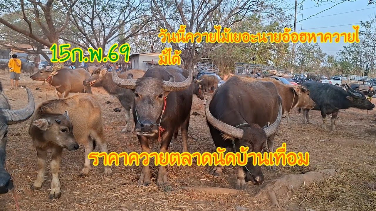 15ก.พ69ราคาควายตลาดนัดบ้านเทื่อมอ.บ้านผือจ.อุดรธานีทุกวันอาทิตย์