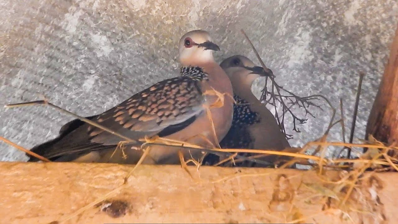 Spotted dove (pigeon) building a nest on roof.
