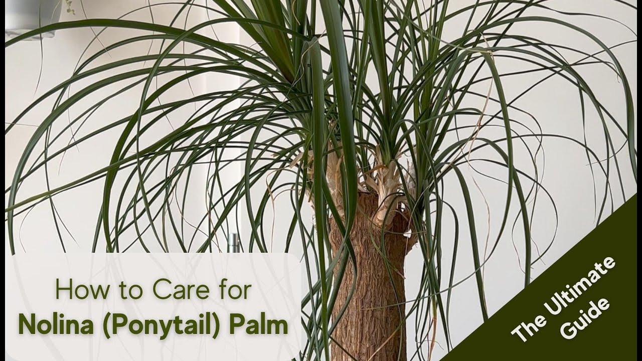 Ponytail Palm Care Tips and Tricks for a Thriving Nolina Palm, Beaucarnea recurvata