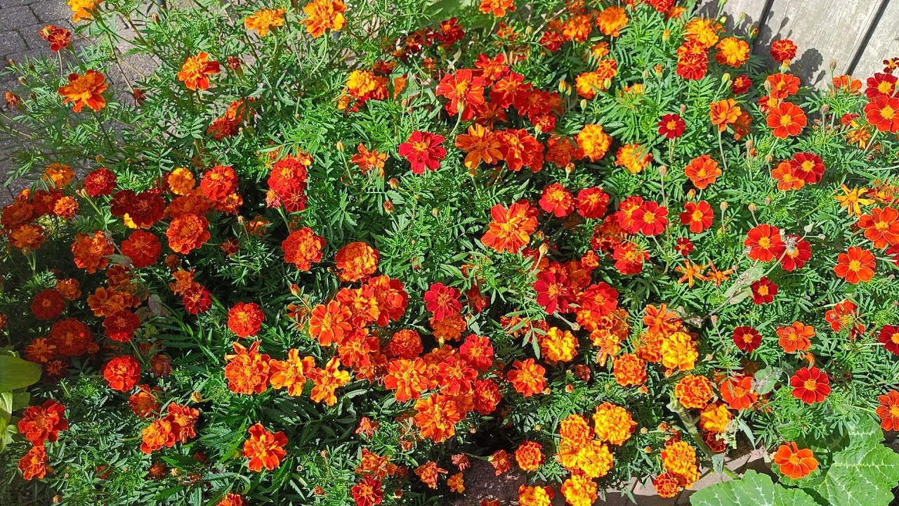 Last bit of floral beauty before summer ends 2025#gardenlove #ytshorts #browsefeatures #naturelovers