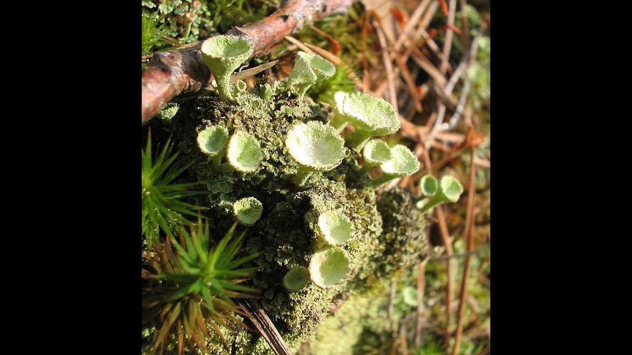 Biologie v&eacute;g&eacute;tale S2 les thallophytes partie 2 ( les champignons et les lichens)