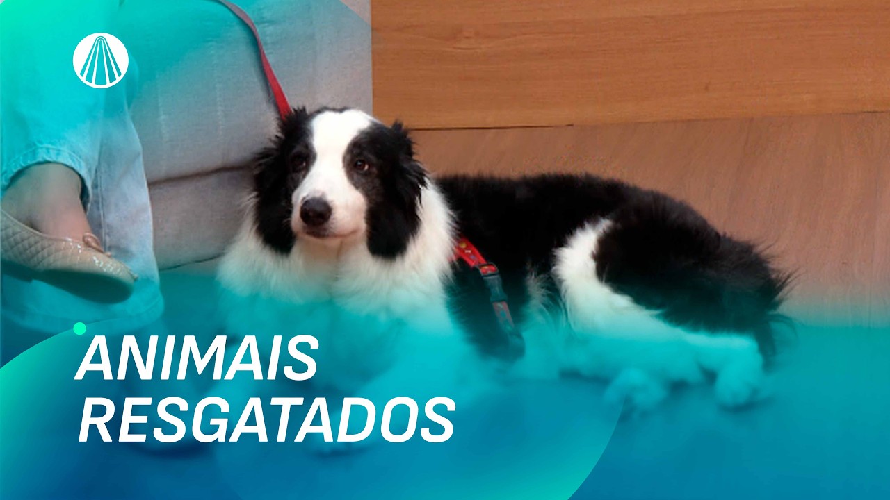 Como receber um animal resgatado em casa com carinho e cuidado | Viva a Tarde