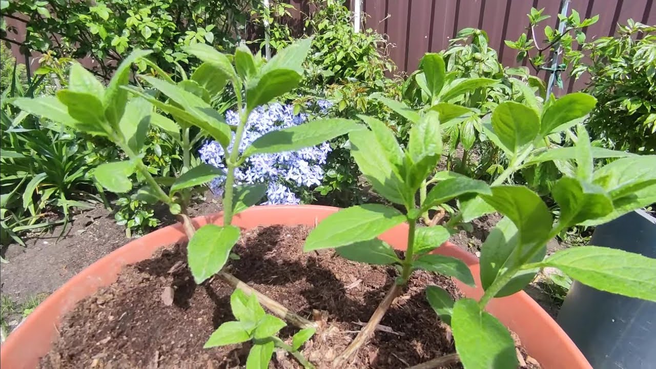 Нормирую метельчатую гортензию Панфлора 🌿