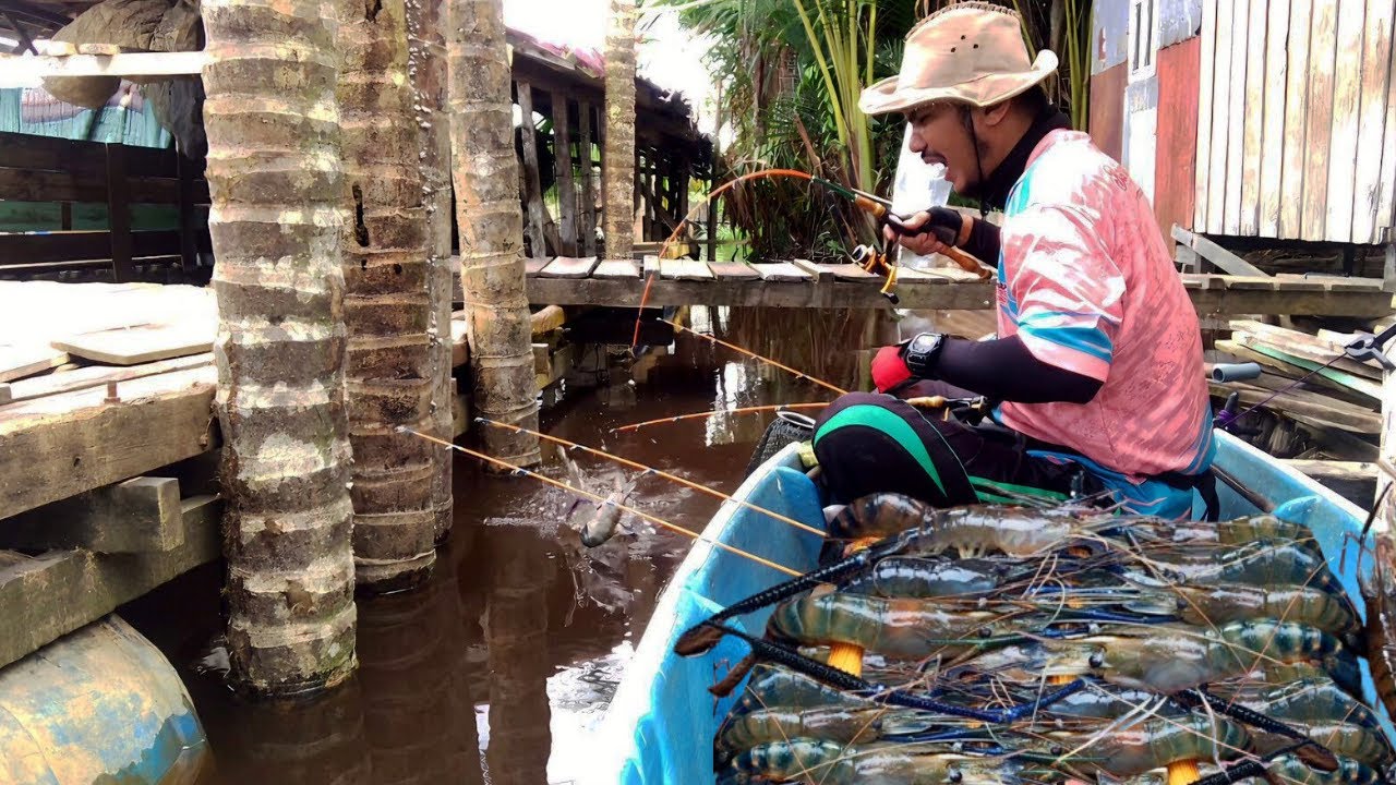 MENGENASKAN ! INI BARU REJEKI NOMPLOK, BERKALI-KALI UMPANKU DIGASAK UDANG BESAR, MANCING UDANG GALAH