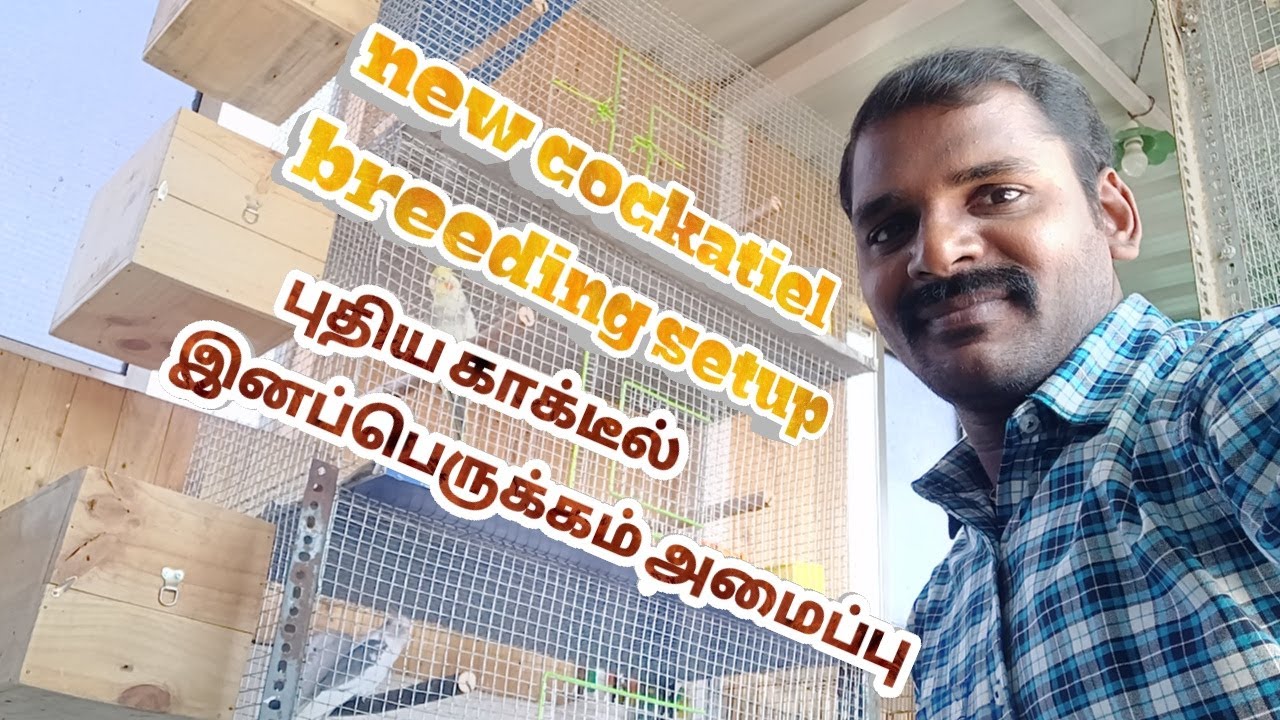 New cockatiel breeding setup || ஜோடி இனப்பெருக்க அமைவு