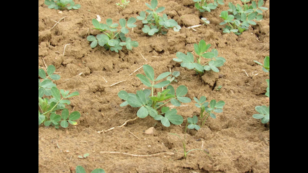 LMOIS | ISA | 2018-19 | Field Visit to Agricultural Farm | From Soil to Table