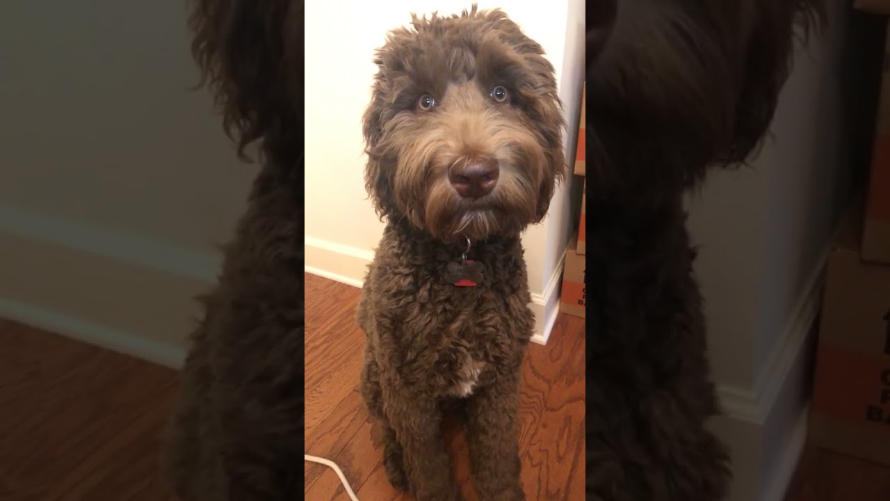 Dog Has Strangely Human Eyes