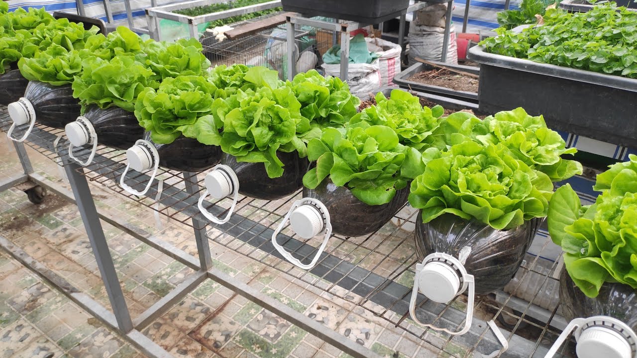 Tận dụng bình 5 lít trồng cải Xà Lách Đăm , rau đẹp dễ trồng nhanh thu hoạch  | Khoa Hien 522