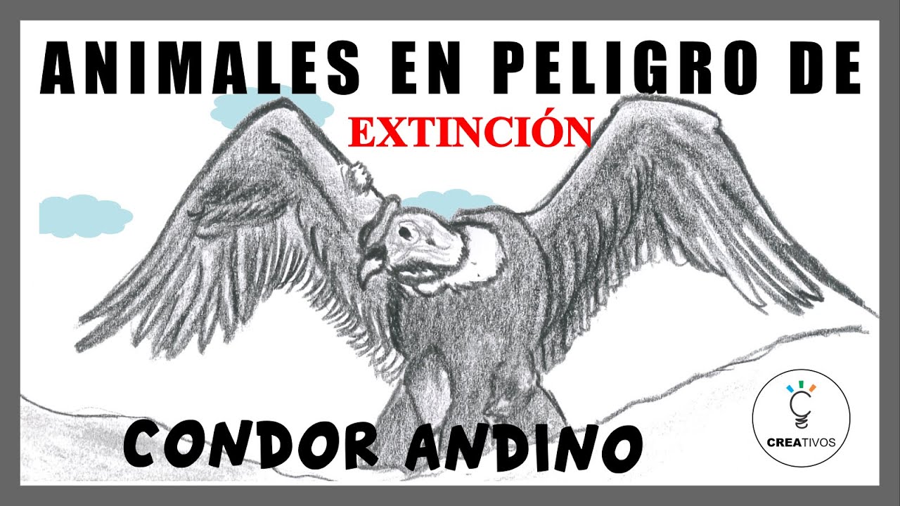 02. Aprende a DIBUJAR ✍️ un CONDOR andino [Animales en Peligro de Extinción 🇵🇪]