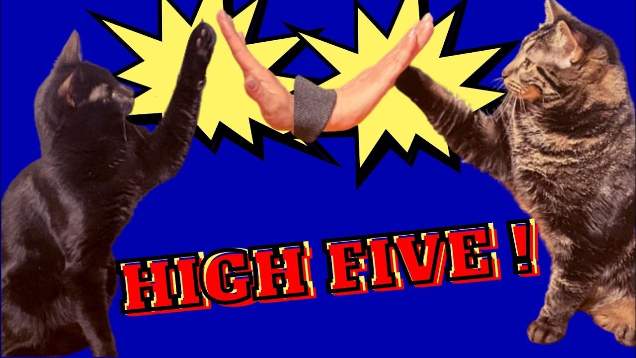 HOW TO TEACH YOUR CAT TO GIVE A HIGH FIVE BY CLICKER TRAINING