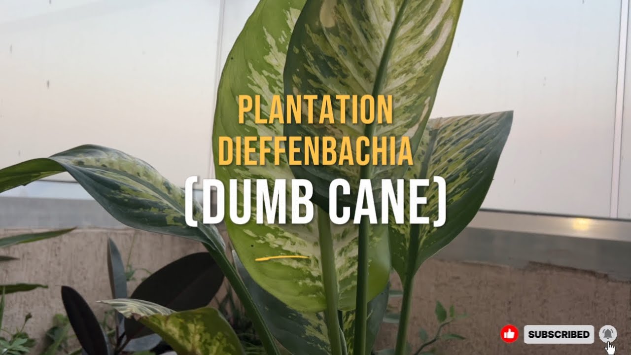 🌿 Dieffenbachia Plantation & Care | Beautiful Indoor Plant #dieffenbachia  #dumbcane 