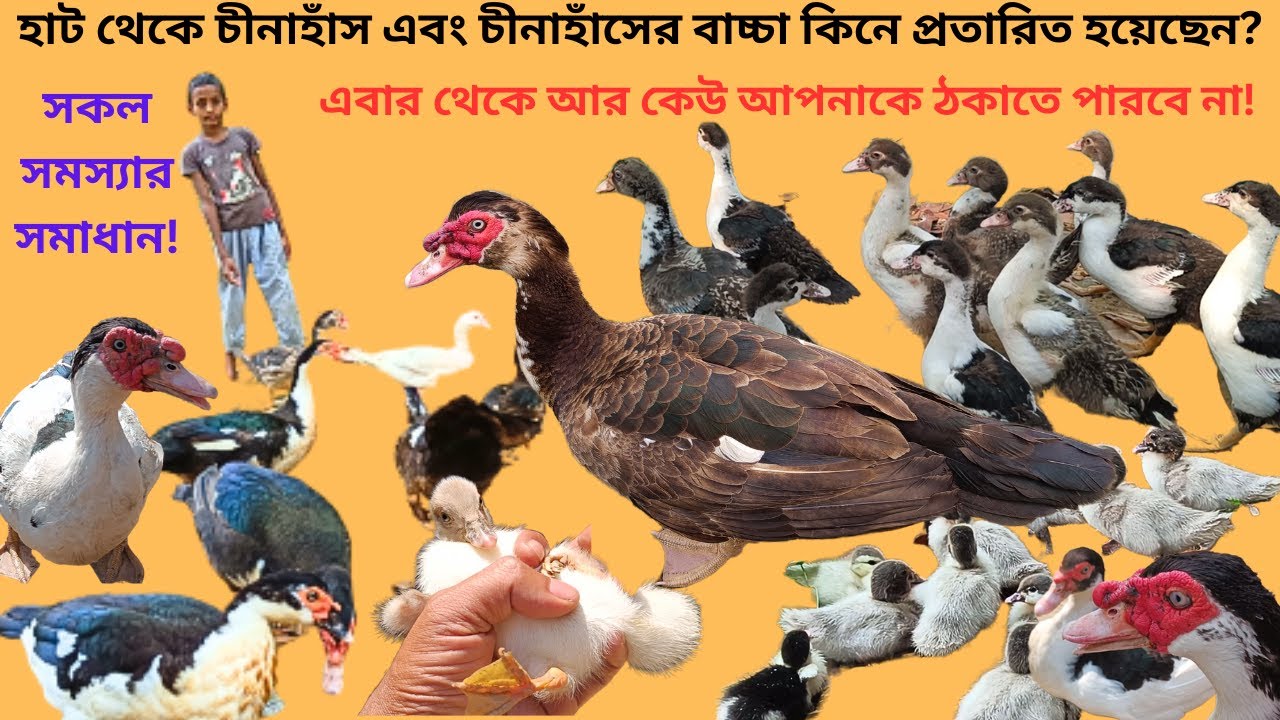 হাট থেকে চীনা হাঁস এবং চীনা হাঁসের বাচ্চা কিনে ঠকেছেন? শিখে নিন ১০০% কার্যকারি সমাধান ২০২৩