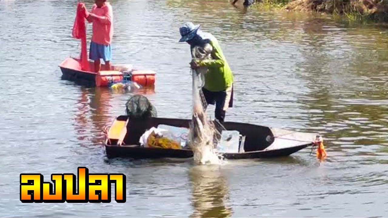 #ลงบ่อจับปลาหว่านแหบัตร 1,200 (บ่อหาร) ทุกสายตาแห่มาดูกันทั้งบ่อ หว่านแหติดพญานาค ดวงดีสุดในงาน