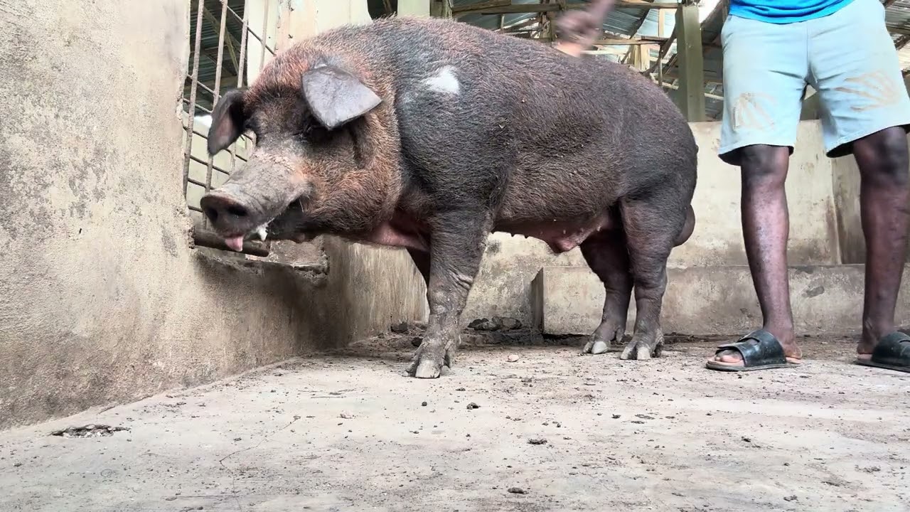 PIG FARMING IN NIGERIA