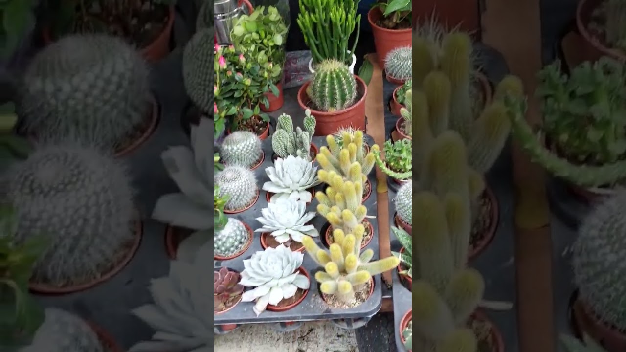 $50 cactus plant / market price 