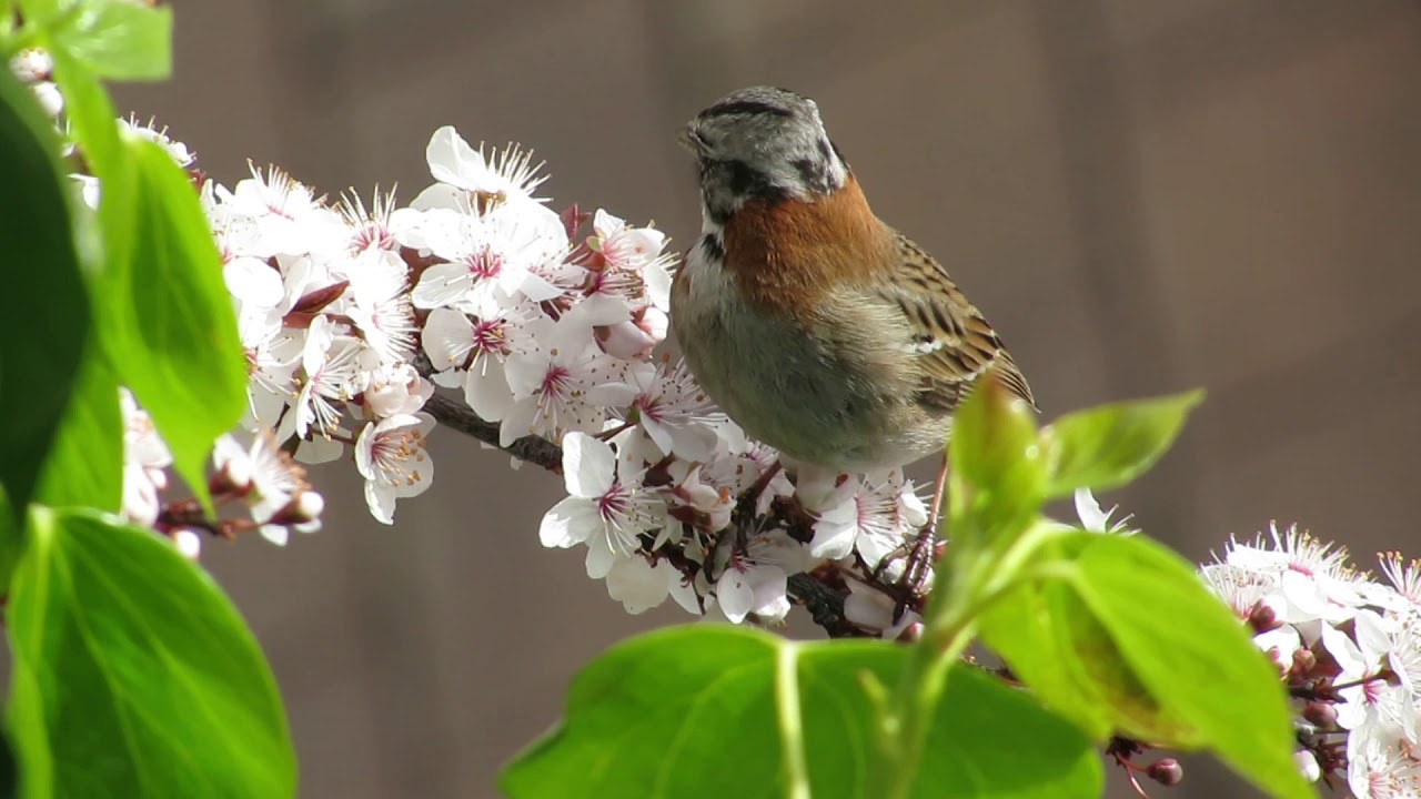 CHINCOL (Zonotrichia capensis chilensis)