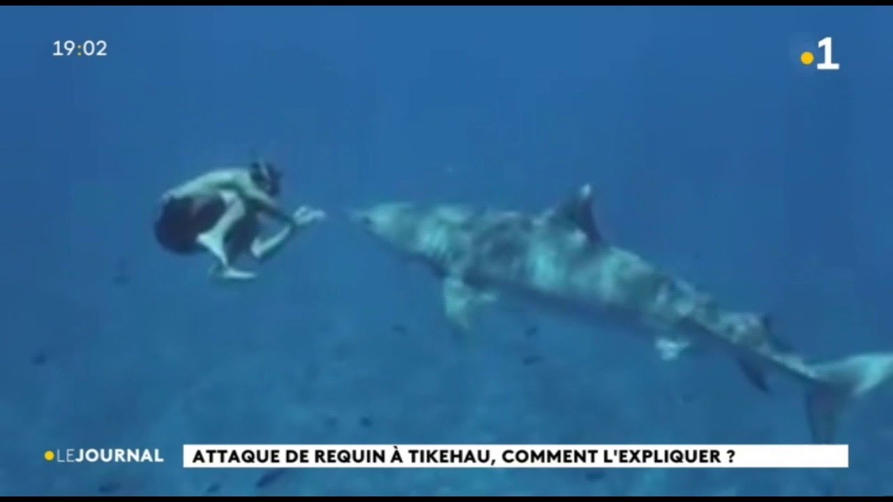 Attaque de requin à Tikehau : le point de vue scientifique