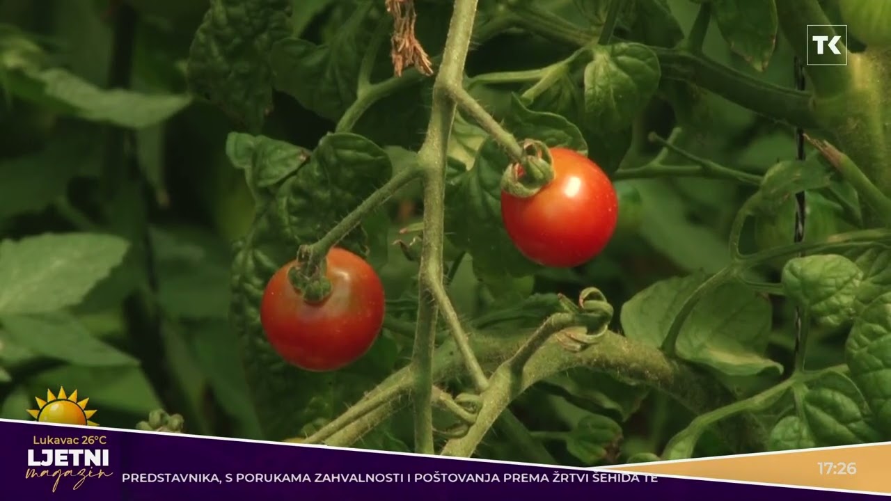 Plastenici porodice Husić: Uspjeh iz Živinica