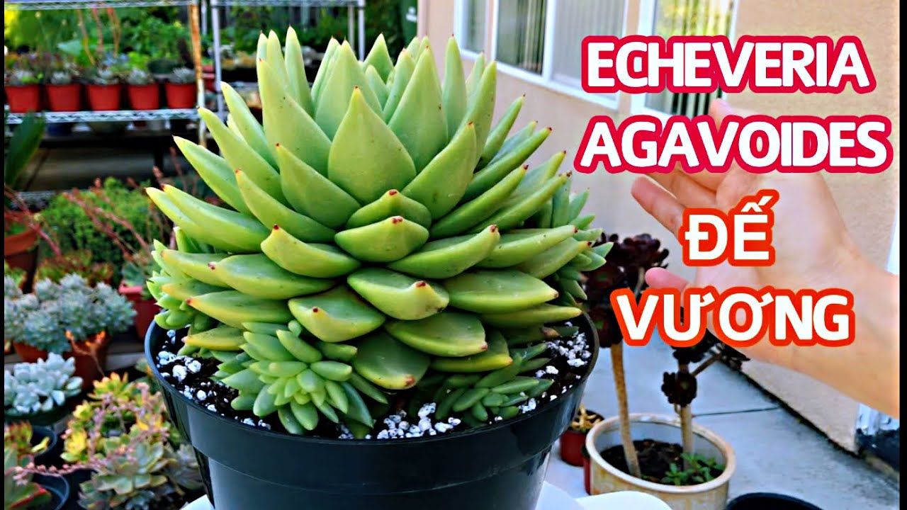 #237 TWO YEARS OLD ECHEVERIA AGAVOIDES CARES | CHĂM SÓC SEN ĐÁ ĐẾ VƯƠNG
