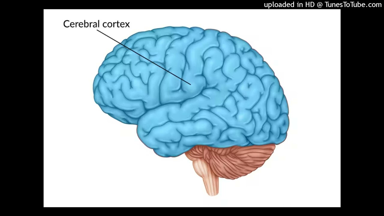 FREE FOR PROFIT // CORTEX