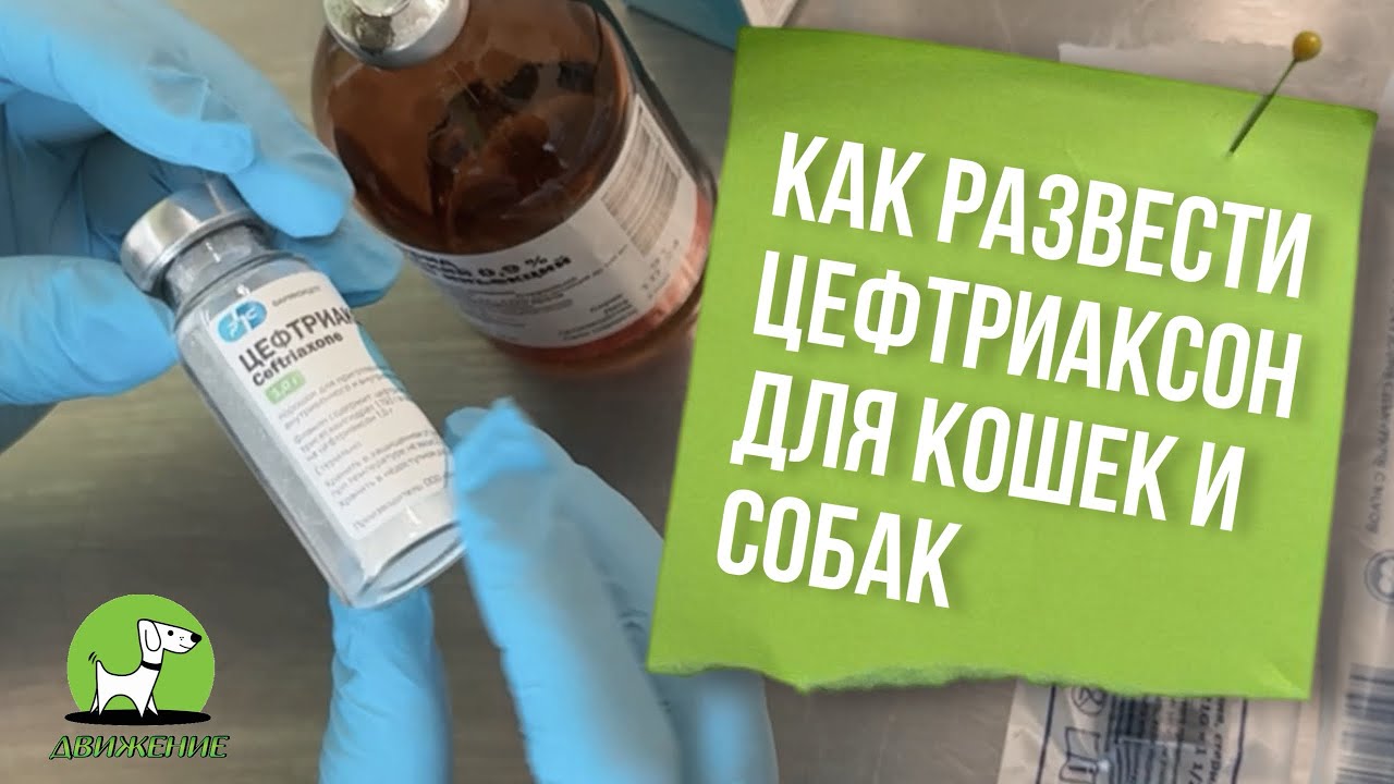 Как развести цефтриаксон для инъекций